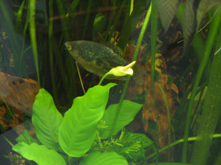 &copy; Zierfischfreunde Immenhausen-Holzhausen Anubias